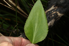 Liparophyllum exaltatum