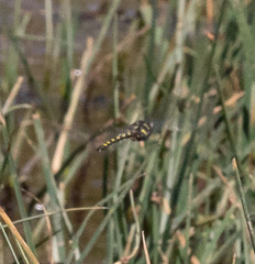 Cordulegaster dorsalis