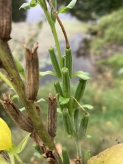 Oenothera villosa