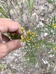 Euthamia gymnospermoides