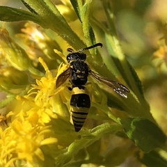 Ancistrocerus