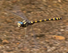 Cordulegaster dorsalis