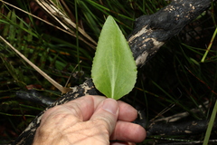 Liparophyllum exaltatum