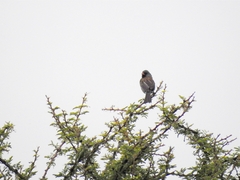 Spizella atrogularis