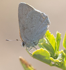 Satyrium sylvinus