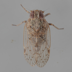 Cixiidae