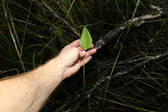 Liparophyllum exaltatum