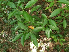 Kalmia latifolia