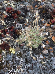 Cerastium bialynickii