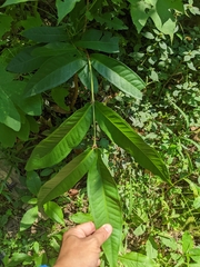 Syzygium samarangense