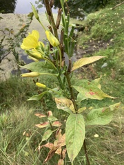 Oenothera villosa