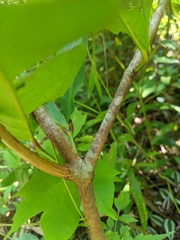 Syzygium samarangense