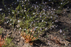 Gilia