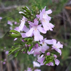 Westringia eremicola