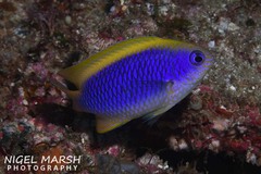 Chrysiptera flavipinnis