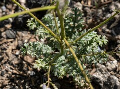 Gilia