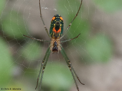Leucauge