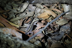 Diplodactylus vittatus