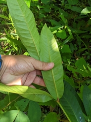 Syzygium samarangense