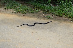 Naja sumatrana