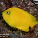 Peixe-Anjo-Amarelo - Photo (c) Nigel Marsh, alguns direitos reservados (CC BY-NC), uploaded by Nigel Marsh