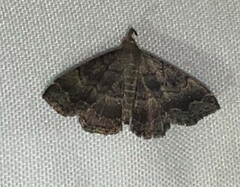 Phalaenostola larentioides