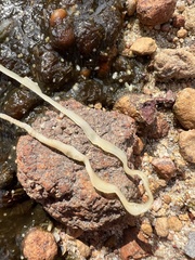 Cestoda