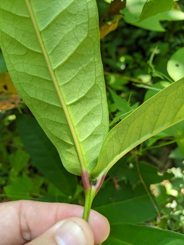 Syzygium samarangense