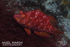 Pteragogus enneacanthus