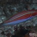 Laboute's Wrasse - Photo (c) Nigel Marsh, some rights reserved (CC BY-NC), uploaded by Nigel Marsh