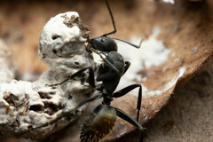 Camponotus aeneopilosus