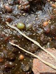 Cestoda