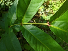 Syzygium samarangense