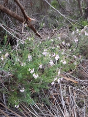 Westringia eremicola