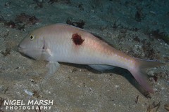 Parupeneus pleurostigma