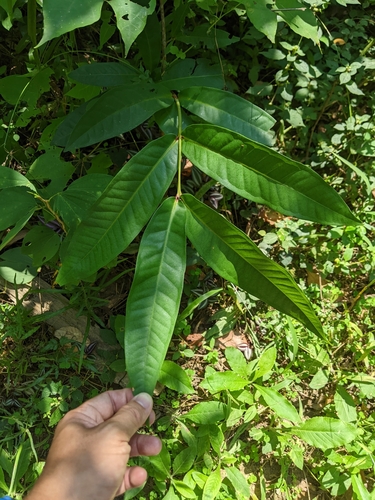 Syzygium samarangense