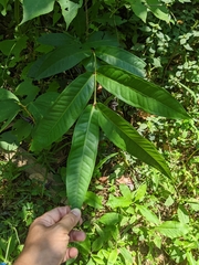 Syzygium samarangense
