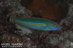 Pseudojuloides splendens