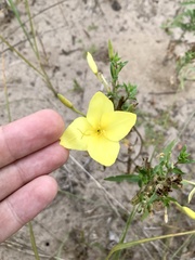 Oenothera rhombipetala