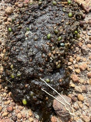 Cestoda