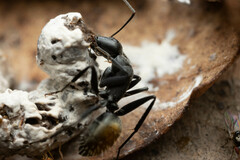 Camponotus aeneopilosus