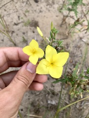 Oenothera rhombipetala