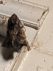 Ctenoplusia oxygramma