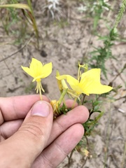 Oenothera rhombipetala
