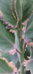 Kalanchoe