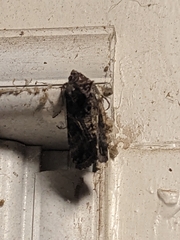 Ctenoplusia oxygramma