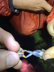 Dendropsophus parviceps