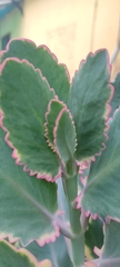 Kalanchoe