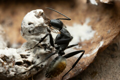 Camponotus aeneopilosus