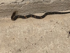Nerodia fasciata confluens
